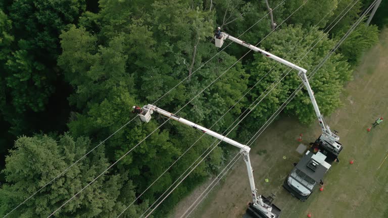 Best Palm Tree Trimming  in Normandy, MO